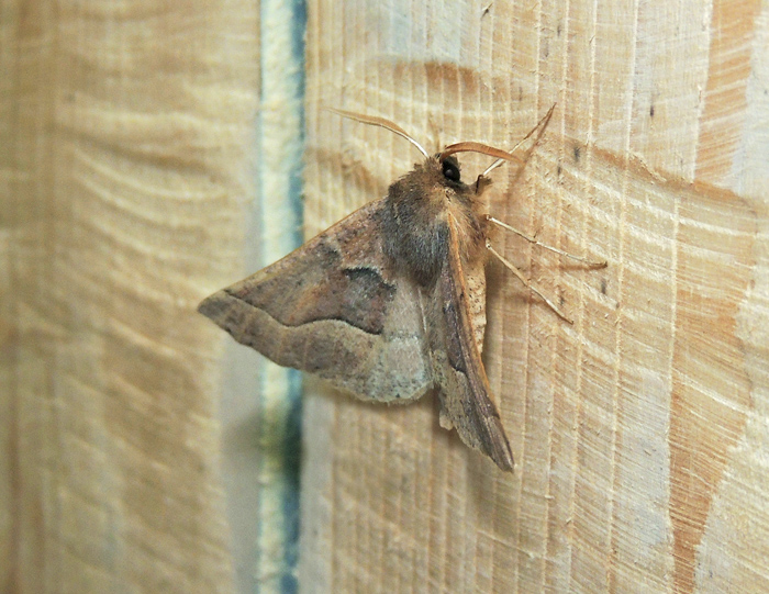 Crocallis tusciaria Geometridae